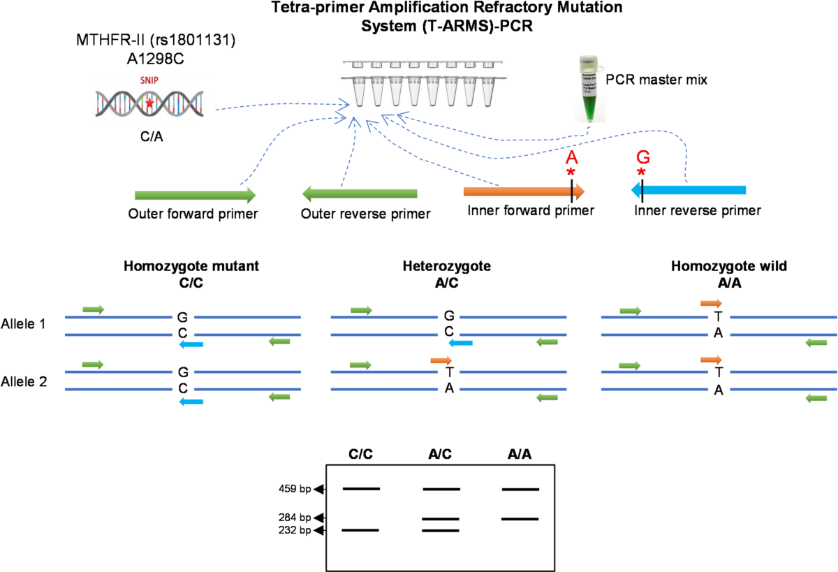 Development and validation of a tetra-primer ARMS-PCR assay for 