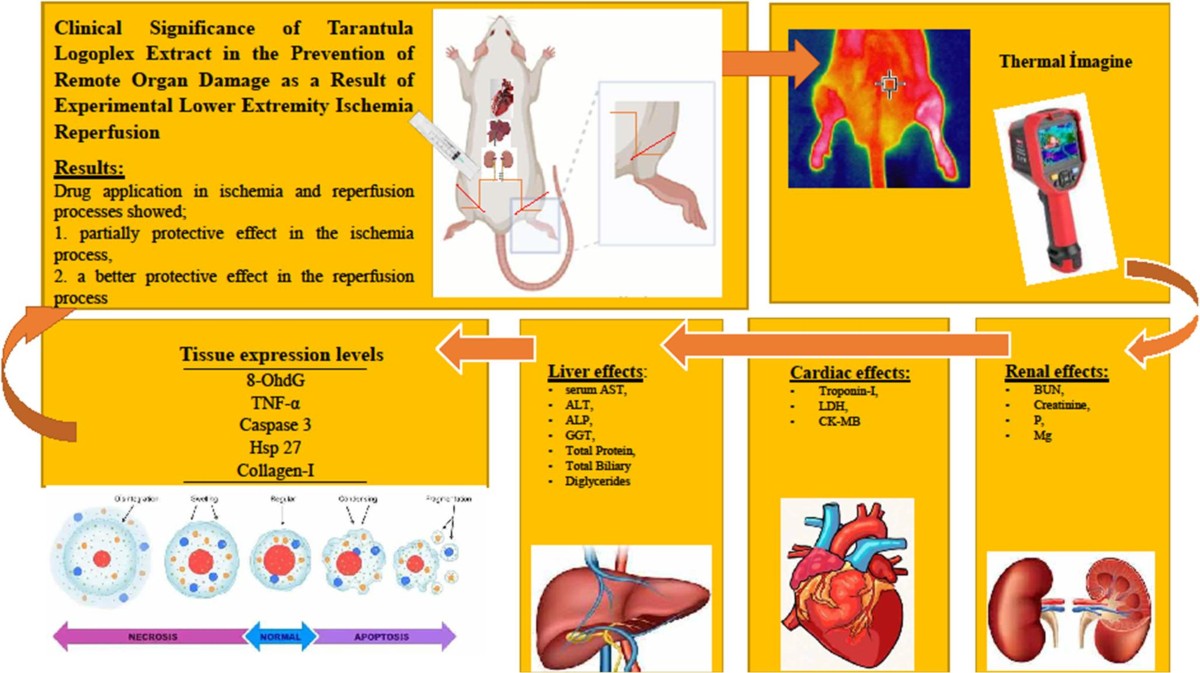 bpc 157 liver and kidney complications RT-qPCR-based transcriptional profiling of the effects of tarantula  logoplex on inflammatory, oxidative stress and apoptosis pathways in remote  organs in experimental lower extremity ischemia-reperfusion injury |  Molecular Biology Reports