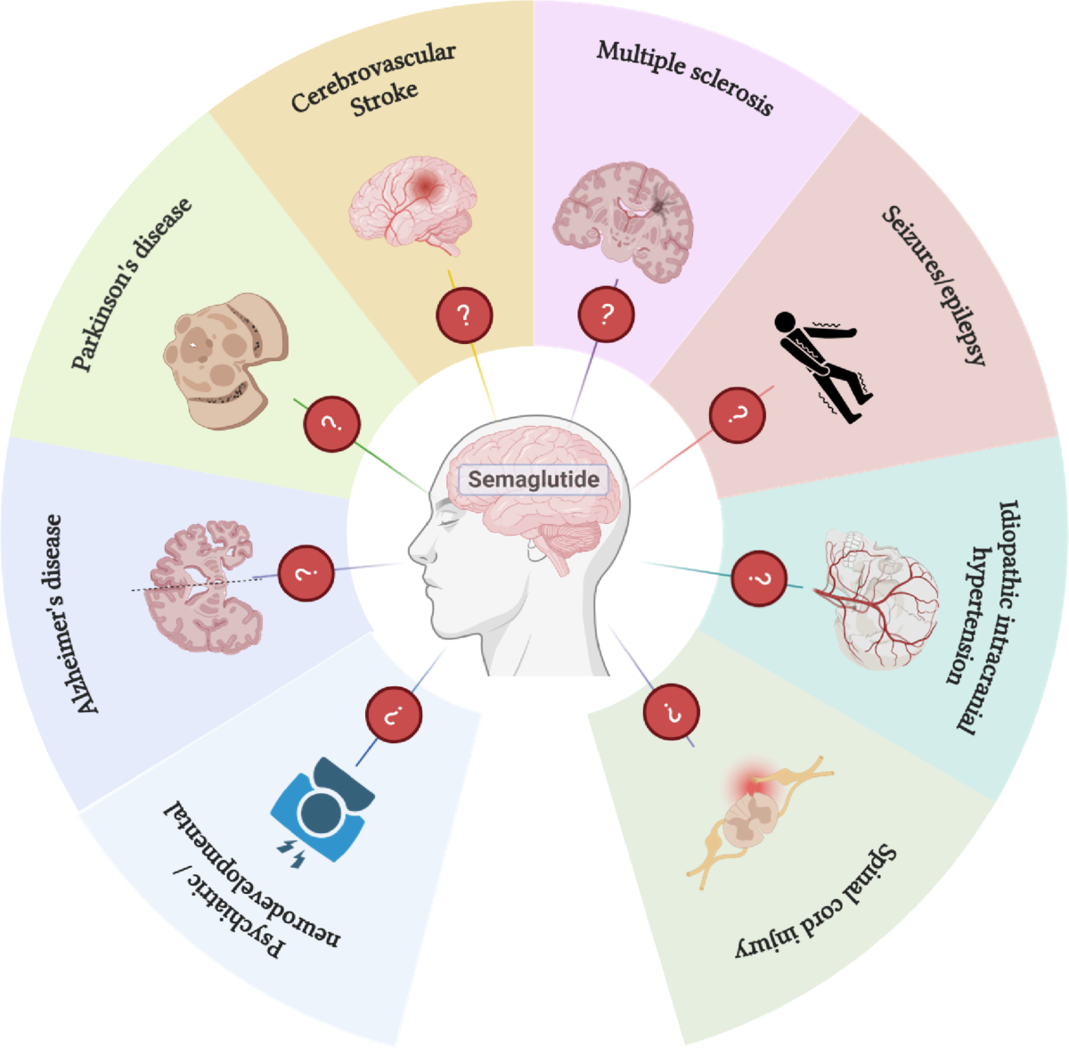 Semaglutide as a potential neuroprotective agent for neurological and neurodegenerative disorders: Mechanisms, preclinical evidence, and translational challenges and opportunities | Molecular Biology Reports