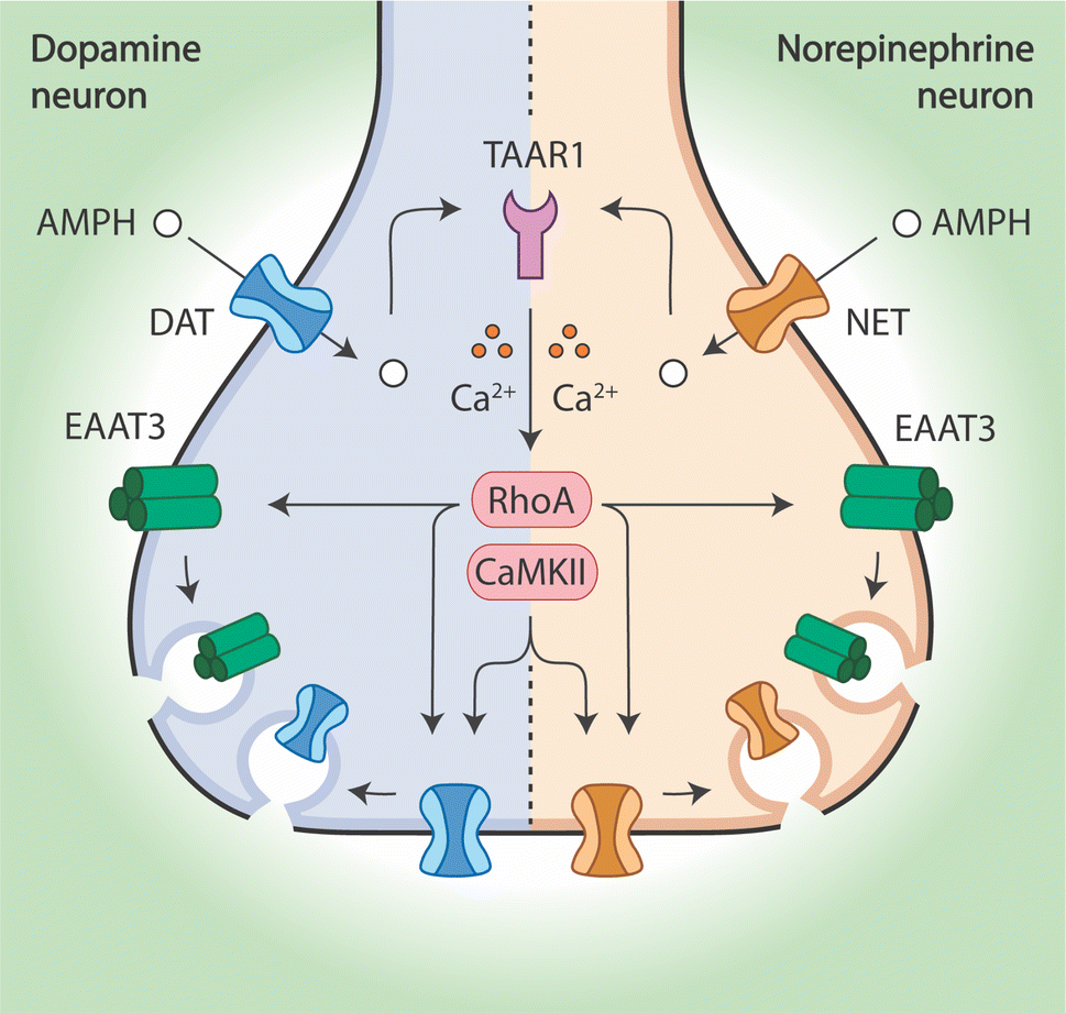 net protein norepinephrine glutathione Amphetamine Stimulates Endocytosis of the and Neuronal Glutamate Transporters in Cultured Locus Coeruleus Neurons | Neurochemical Research Amino Acid Derivatives: Neurotransmitters, Nitric