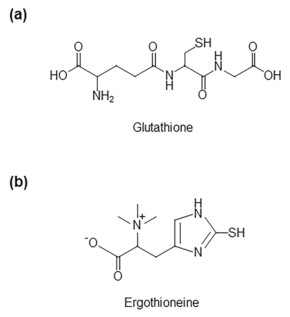 Ergothioneine and central nervous system diseases | Neurochemical Research | Springer Nature Link Ergothioneine and central nervous system diseases | Neurochemical Research | Springer Nature Link