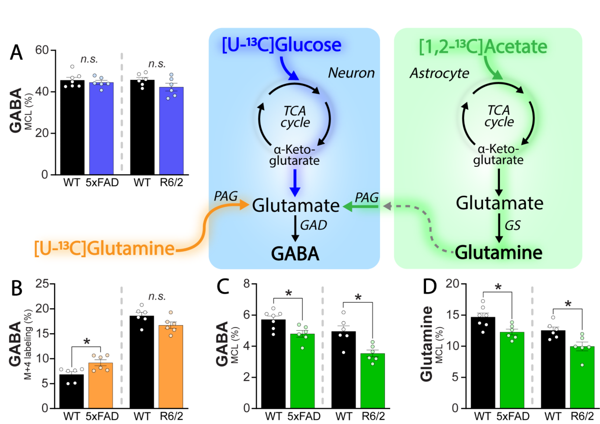 glutamine glutamate gaba glutathione Milestone Review: Metabolic dynamics of and mediated neurotransmission The essential roles of astrocytes - Andersen - 2023 - Journal of Neurochemistry The glutathione cycle shapes synaptic