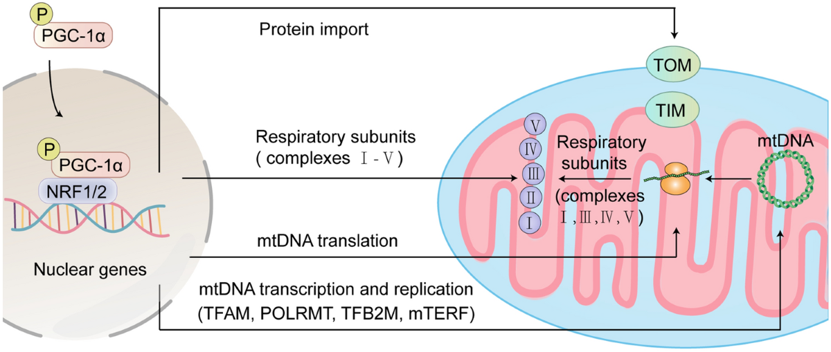 5-amino-1mq mitochondrial biogenesis Reduced calorie diet combined with NNMT inhibition establishes a distinct microbiome in DIO mice The Role of PGC-1-Mediated Mitochondrial