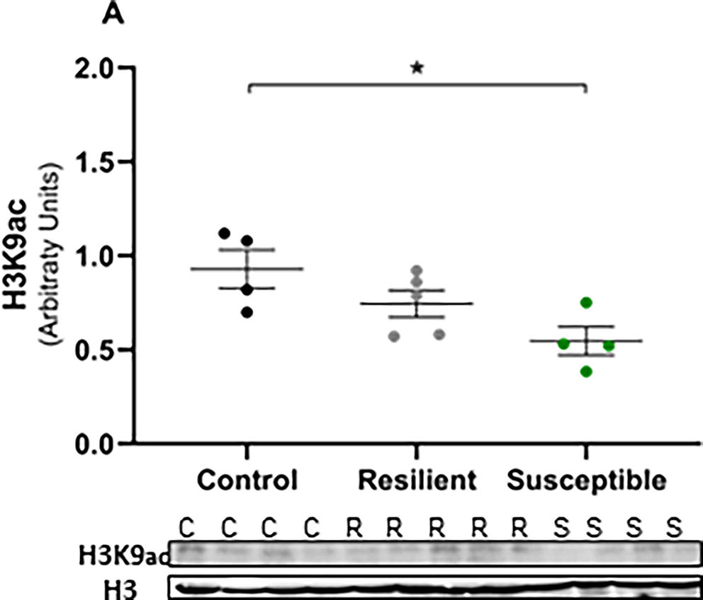 Histone Acetylation Modifications and HDACs are Associated with Resilience  or Susceptibility to Stress in a Rat Model of Major Depressive Disorder |  Neurochemical Research