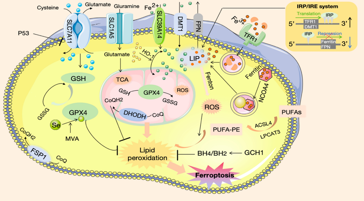 effective brands of glutathione seen in mercury drugstore 2017 Mitochondria-Mediated Mechanisms Ferroptosis Neurological Diseases | Neurochemical Research L-Citrulline Powder | 3g Category3:Natural Health / Browse by Condition / Stress & Energy Size:M 11.5/W13.5 - Wide