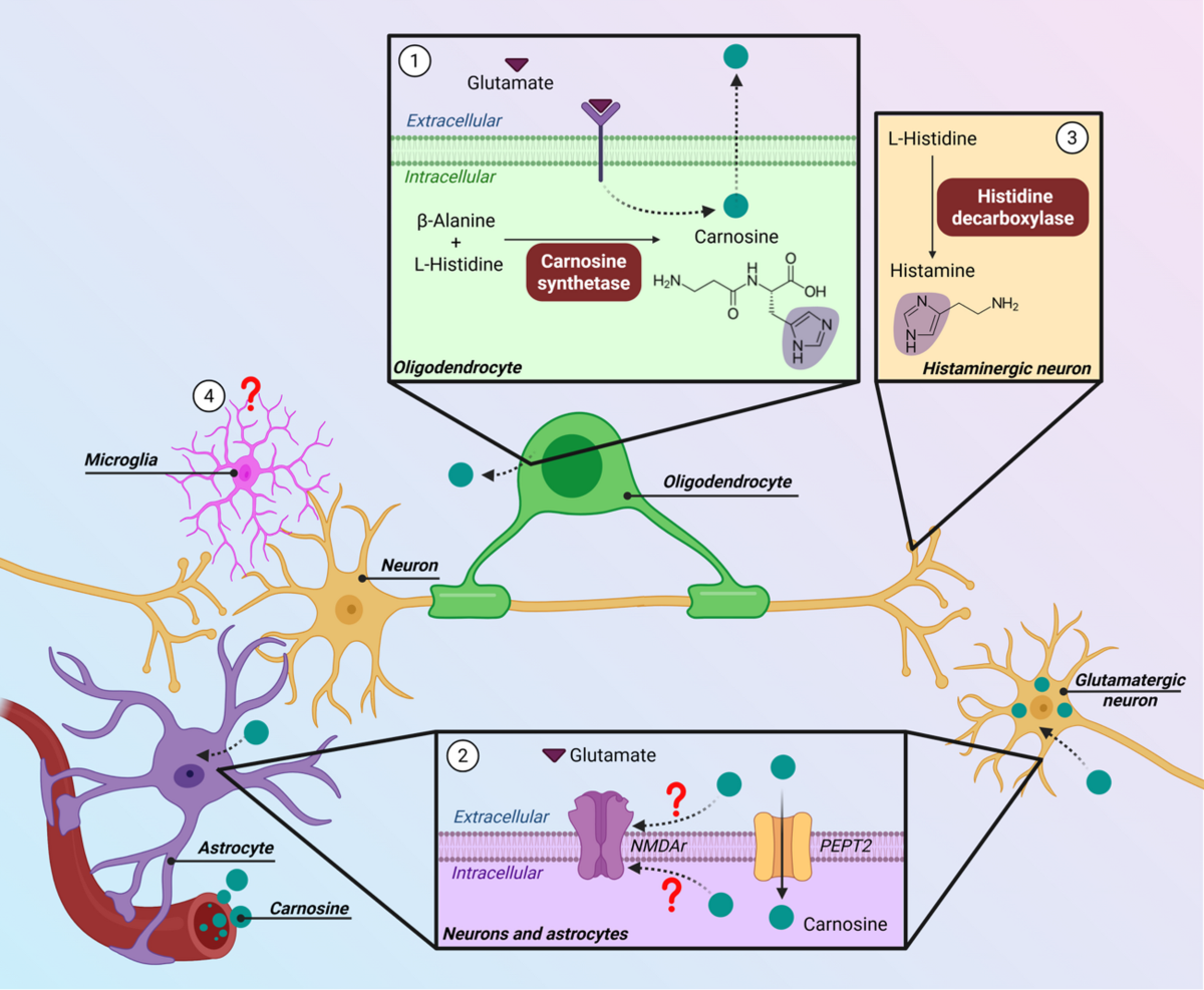cjc 1295 ipamorelin synergy gh release multiple CJC-1295 Ipamorelin Peptide combination Guide