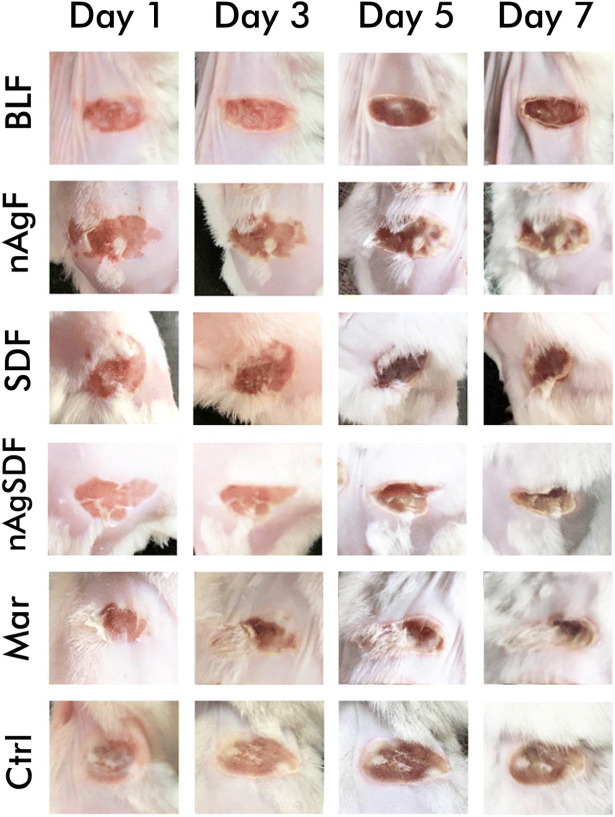 burn dressing silver sulfadiazine Silver Dressings Veterinary Surgery Online
