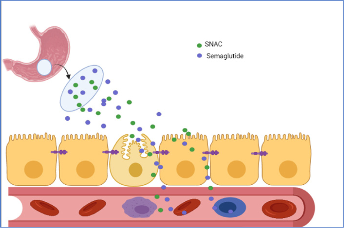 can semaglutide cause bloody stool Does Ozempic Cause Blood in Stool? UK Clinical Evidence – Bolt Pharmacy