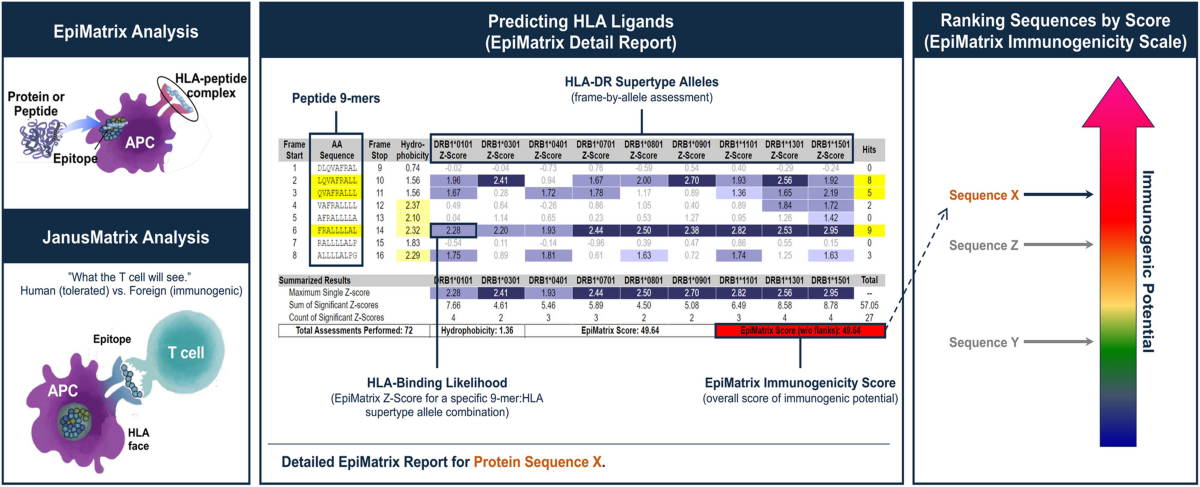 semaglutide immunogenicity Immunogenicity of Generic Peptide Impurities: Current Orthogonal Approaches  | Pharmaceutical Research