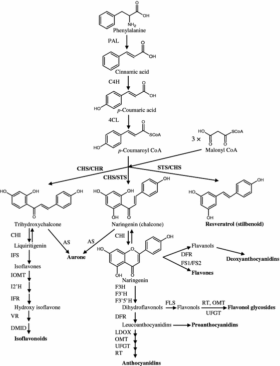 Chalcone synthase and its functions in plant resistance | Phytochemistry Reviews