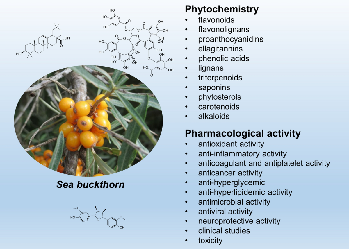 does sea buckthorn contain glutathione Phytochemistry and pharmacology of (Elaeagnus rhamnoides; syn. Hippophae rhamnoides): progress from 2010 to 2021 | Phytochemistry Reviews Sea buckthorn as a source