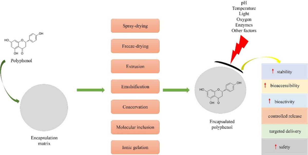 Encapsulated phenolic compounds: clinical efficacy of a novel delivery method | Phytochemistry Reviews | Springer Nature Link Encapsulated phenolic compounds: clinical efficacy of a novel delivery method | Phytochemistry Reviews | Springer Nature Link