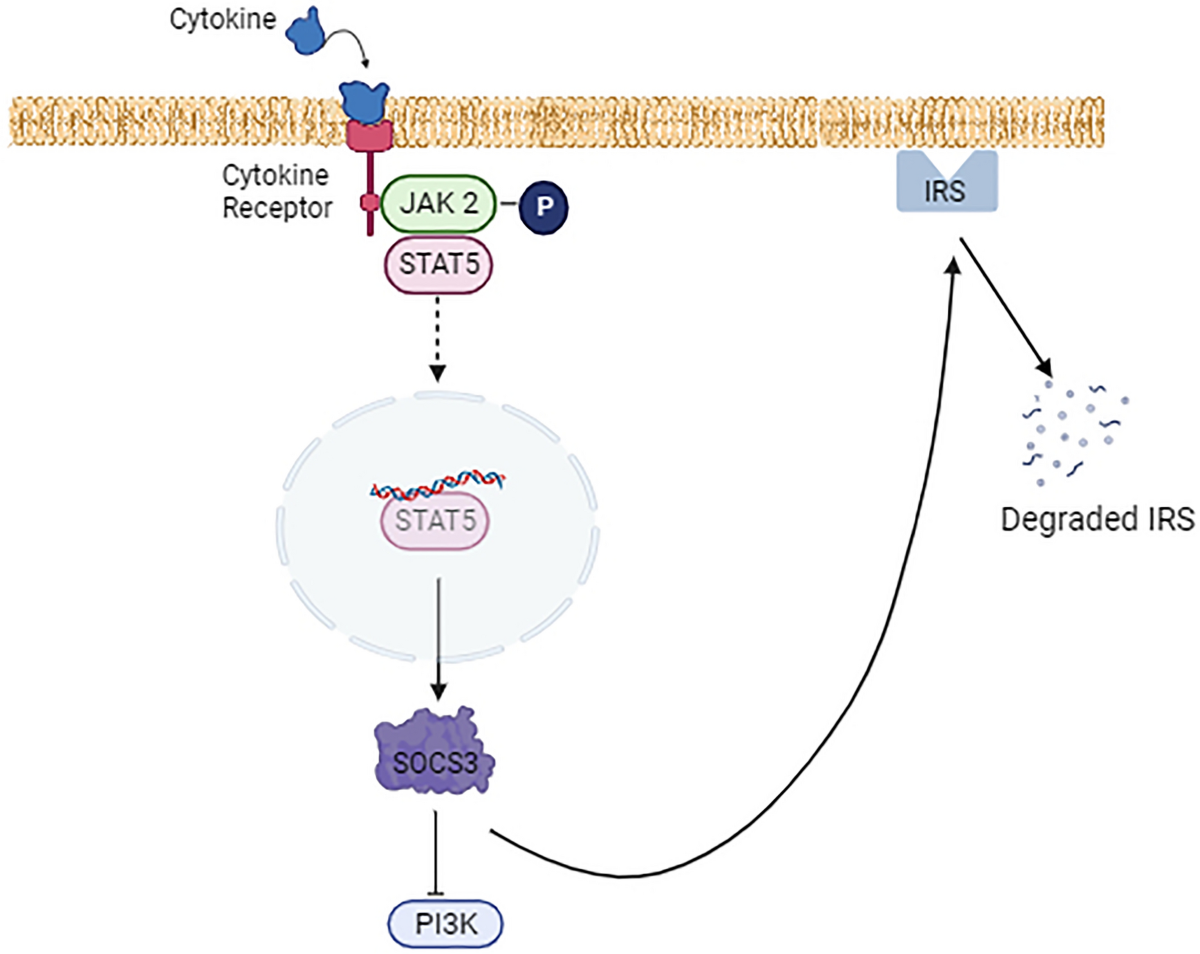 Efficacy of antidiabetic plants available in Himachal Pradesh in management  of diabetes: a comprehensive review | Phytochemistry Reviews | Springer  Nature Link