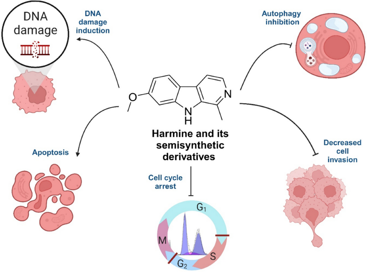 harmine in tobacco The anticancer properties of harmine and its derivatives | Phytochemistry  Reviews