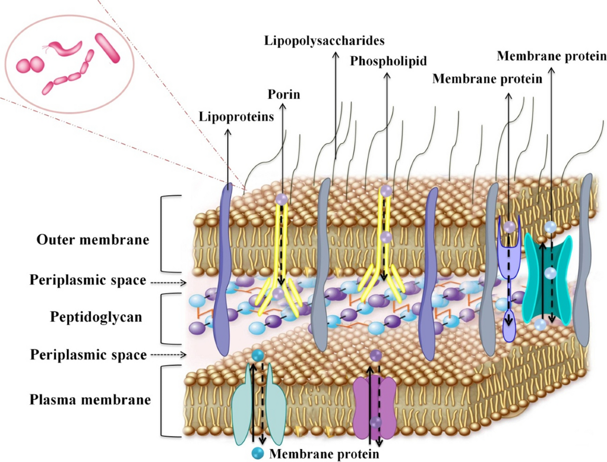 Natural products against gram-negative bacteria: promising antimicrobials in future complementary medicine | Phytochemistry Reviews