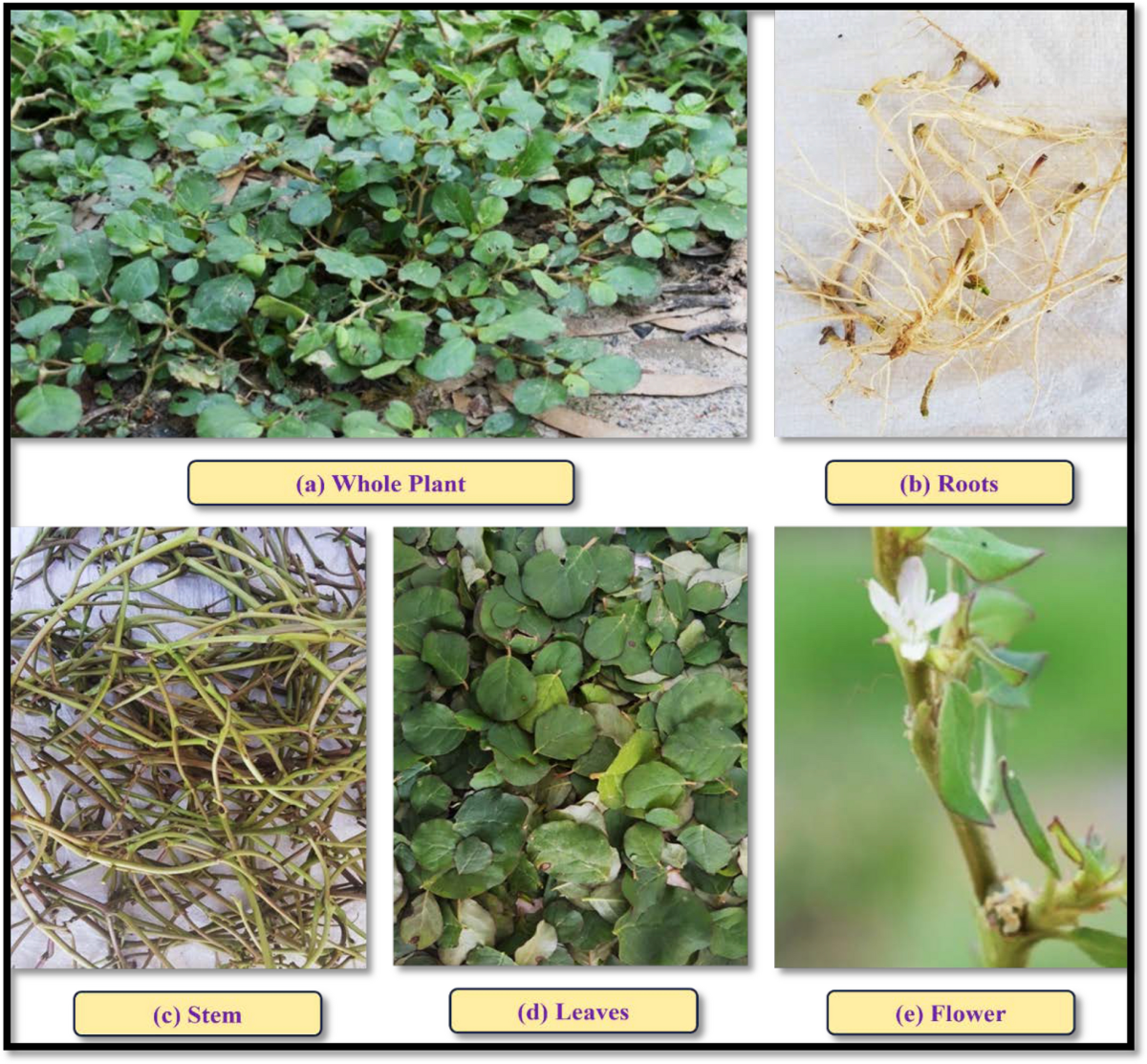 Trianthema portulacastrum - KnowYourWeeds, image size:1200x1113