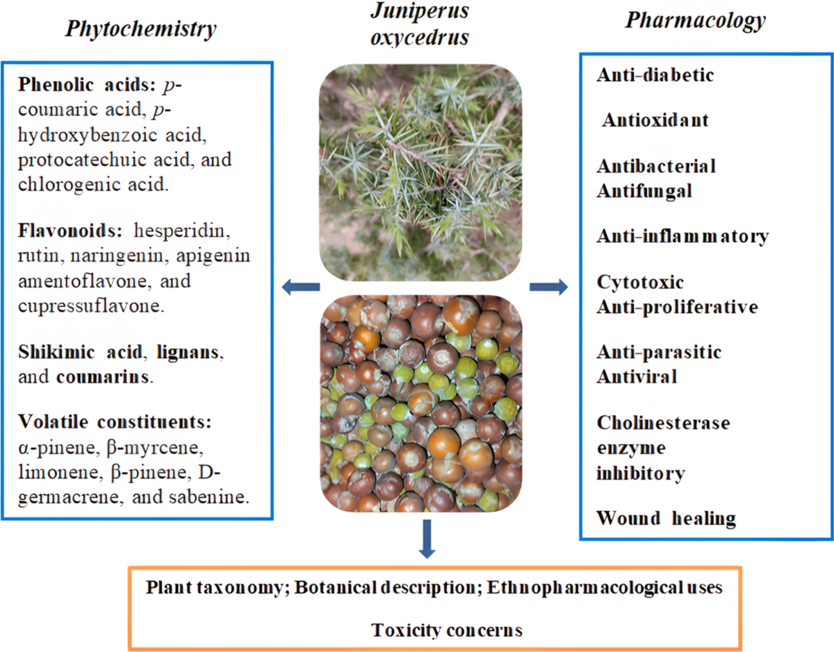 Juniperus oxycedrus L. fruit, leaves, and essential oil: a systematic  literature review on bioactive compounds, pharmacological properties and  toxicology | Phytochemistry Reviews