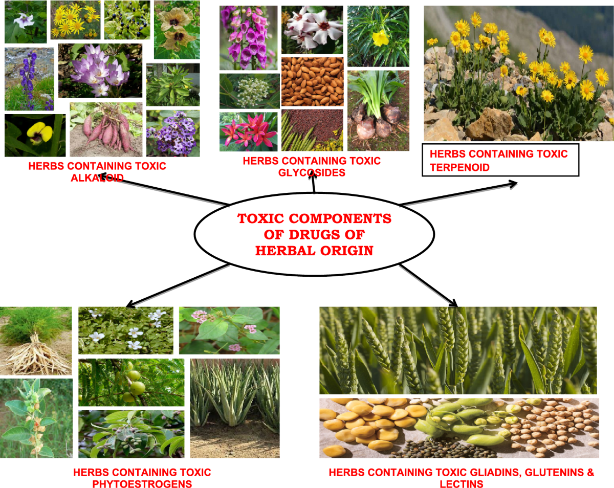 Safety concern of drugs of herbal origin | Phytochemistry Reviews |  Springer Nature Link