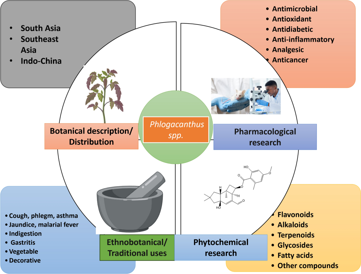glutathione pronounce in hindi Phlogacanthus genus: bridging traditional medicine and modern pharmacology | Phytochemistry Reviews