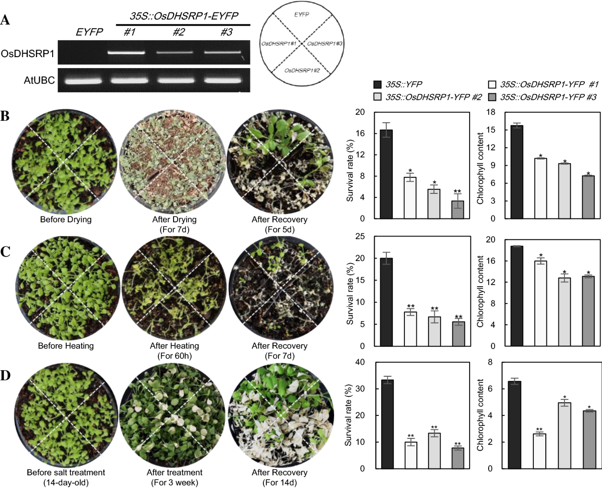 Oryza sativa drought-, heat-, and salt-induced RING finger protein 1  (OsDHSRP1) negatively regulates abiotic stress-responsive gene expression |  Plant Molecular Biology