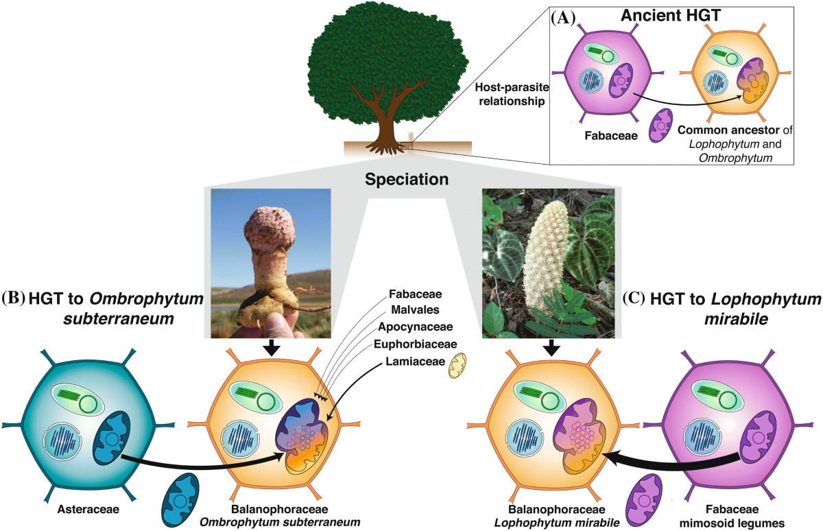 Multichromosomal structure and foreign tracts in the Ombrophytum 