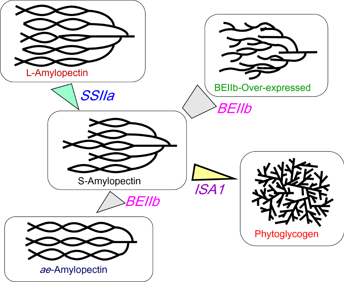 Why is glycogen not always a homopolymer? : r/AnkiMCAT, image size:1200x986