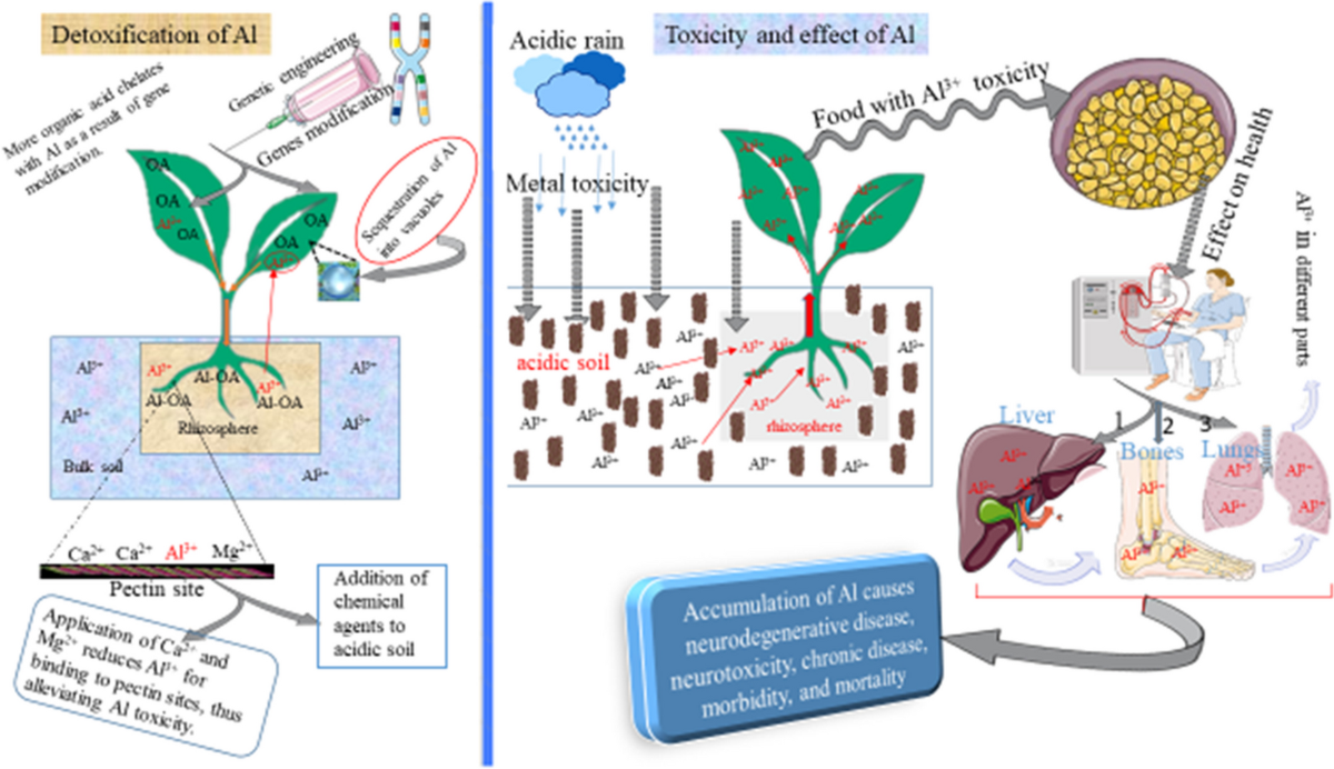 Strategies for alleviating aluminum toxicity in soils and plants | Plant and Soil