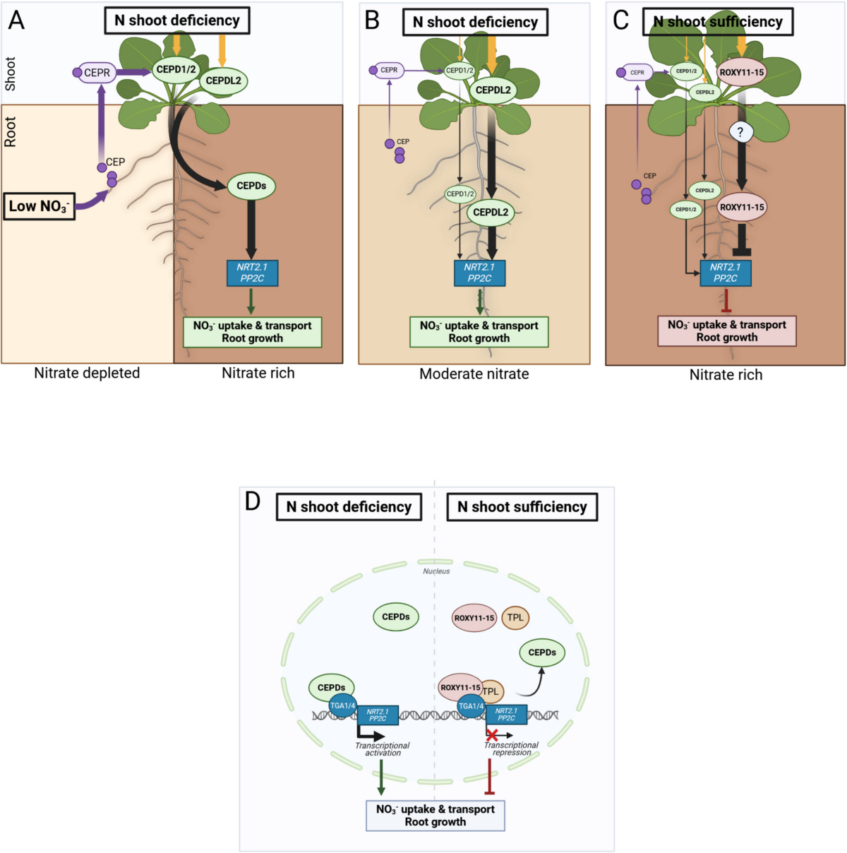 The role of glutaredoxins in regulating root function and development in  response to environmental changes | Plant and Soil