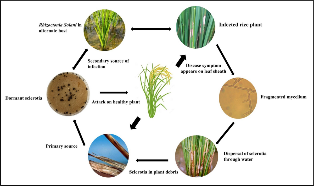 Genetic Mechanisms and Improvement Strategies for Rice Sheath Blight  Resistance | Plant Molecular Biology Reporter | Springer Nature Link