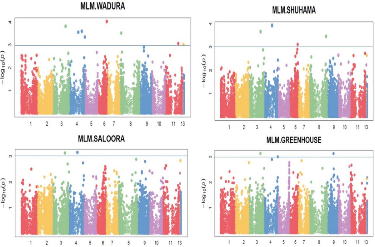 Identification of SNPs and Genomic Regions Linked to BCMV Resistance in  Common Bean (Phaseolus vulgaris L.) Using Genome-Wide Association Analysis  | Plant Molecular Biology Reporter