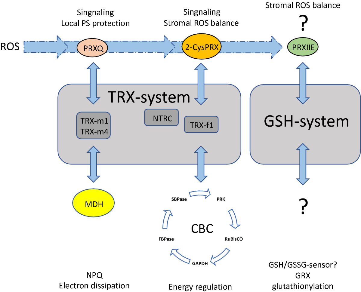 Redox regulation by peroxiredoxins is linked to their thioredoxin-dependent  oxidase function | Photosynthesis Research