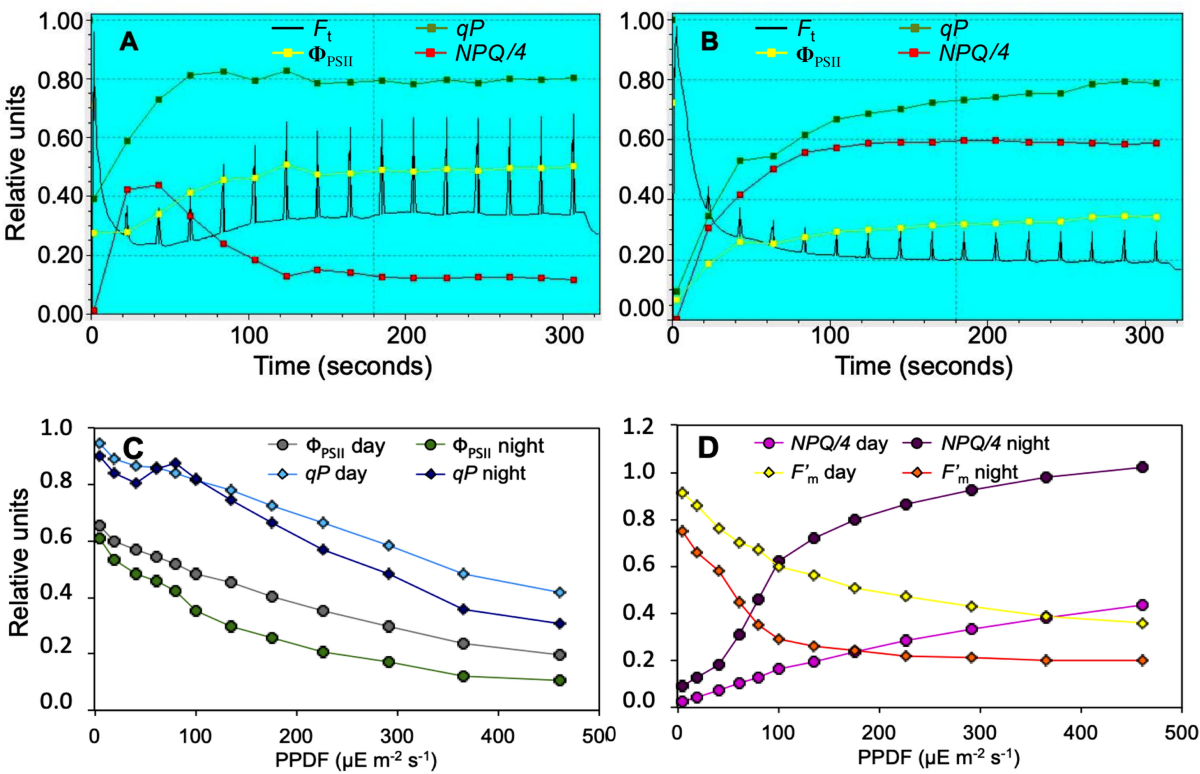 The circadian night depression of photosynthesis analyzed in a herb,  Pulmonaria vallarsae. Day/night quantitative relationships | Photosynthesis  Research | Springer Nature Link