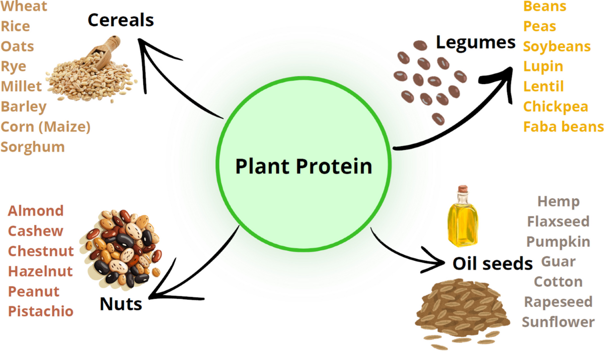 Rethinking Plant Proteins: Innovations in Nutrition, Processing 