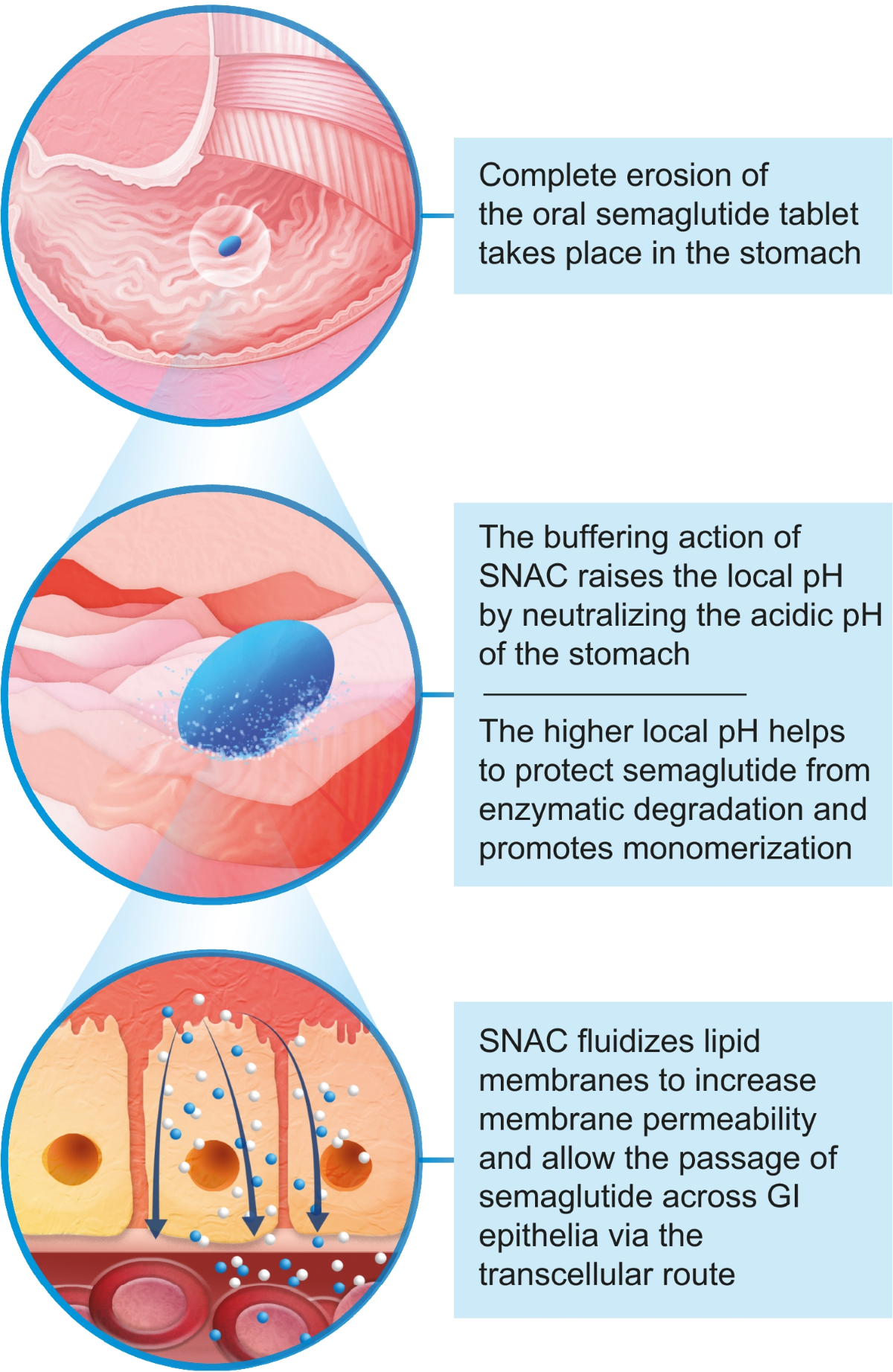 buccal semaglutide A new era for oral peptides: SNAC and the development of oral semaglutide  for the treatment of type 2 diabetes | Reviews in Endocrine and Metabolic  Disorders
