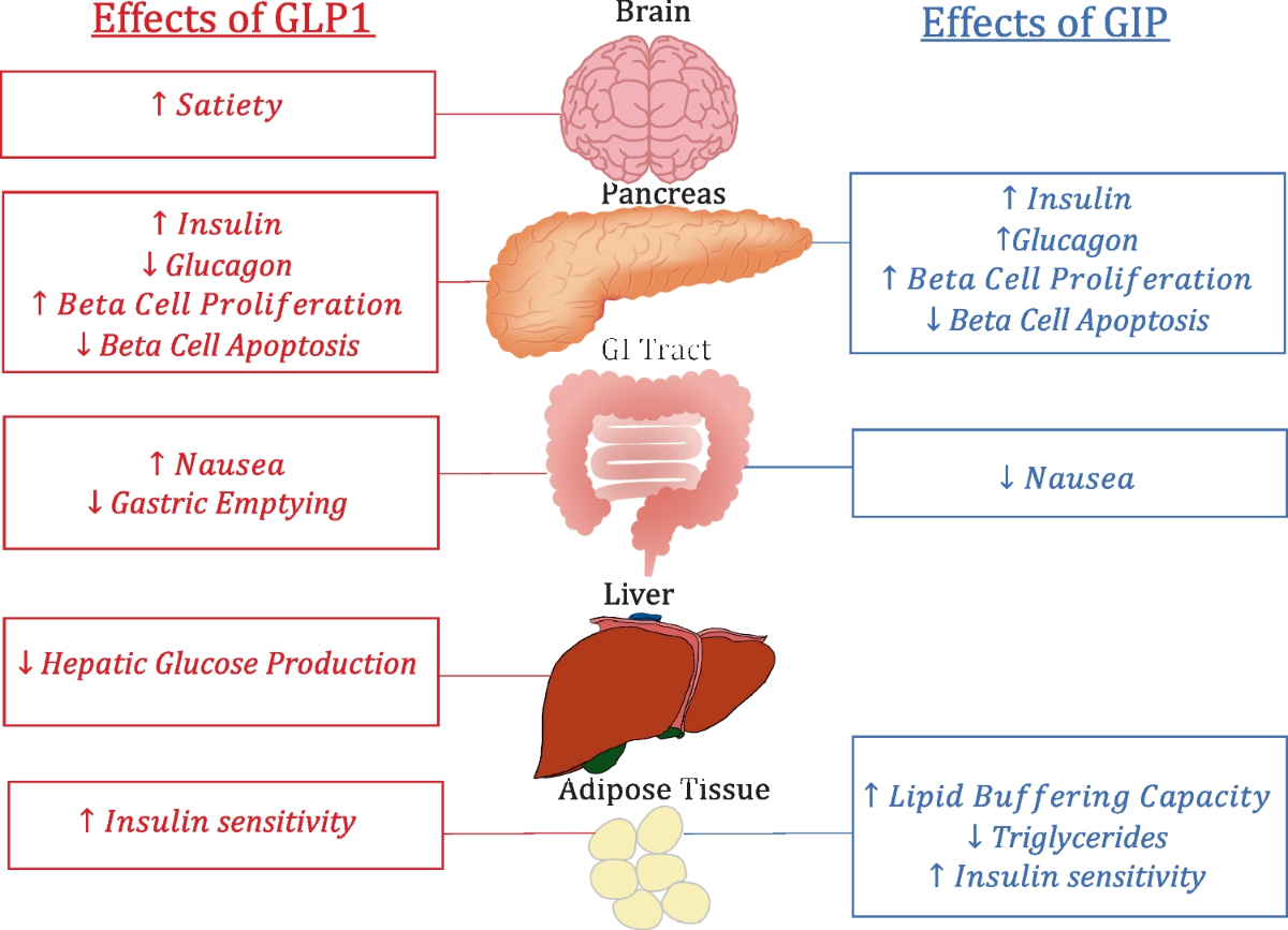 Beyond glycemia: Comparing tirzepatide to GLP-1 analogues | Reviews in  Endocrine and Metabolic Disorders