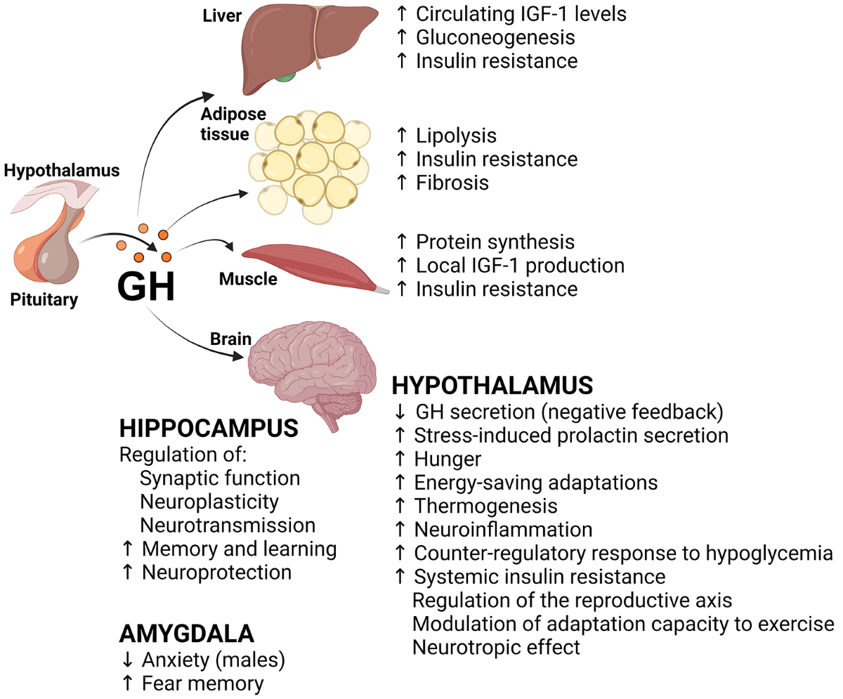 does ghk-cu stimulate pituitary gh release affect growth hormone igf-1 Frontiers Growth hormone-releasing hormone Esther Moore Talks CJC-1295: Unlocking