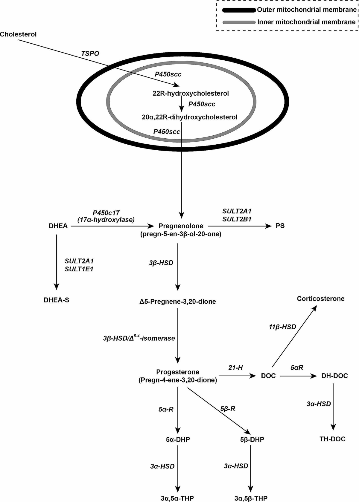 Diagnostic and therapeutic use of oral micronized progesterone in endocrinology | Reviews in Endocrine and Metabolic Disorders diagnostic-and-therapeutic-use-of-oral-micronized-progesterone-in-endocrinology-reviews-in-endocrine-and-metabolic-disorders