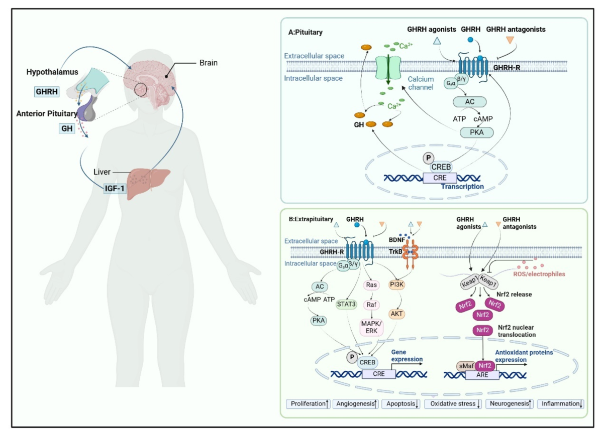 phospho dsip dosage Frontiers