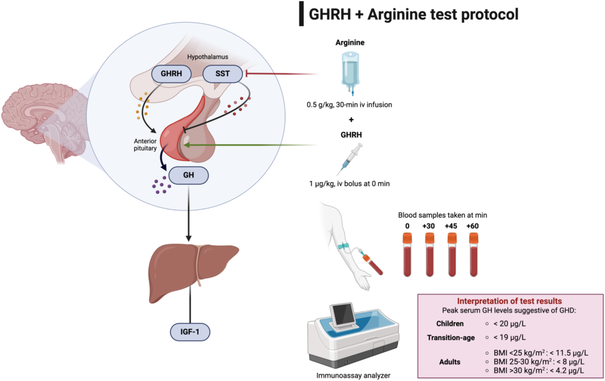 test e igf 1 lr3 ghrp cycle The history of an effective, specific and sensitive diagnostic test: the GHRH  test in clinical practice | Reviews in Endocrine and Metabolic Disorders