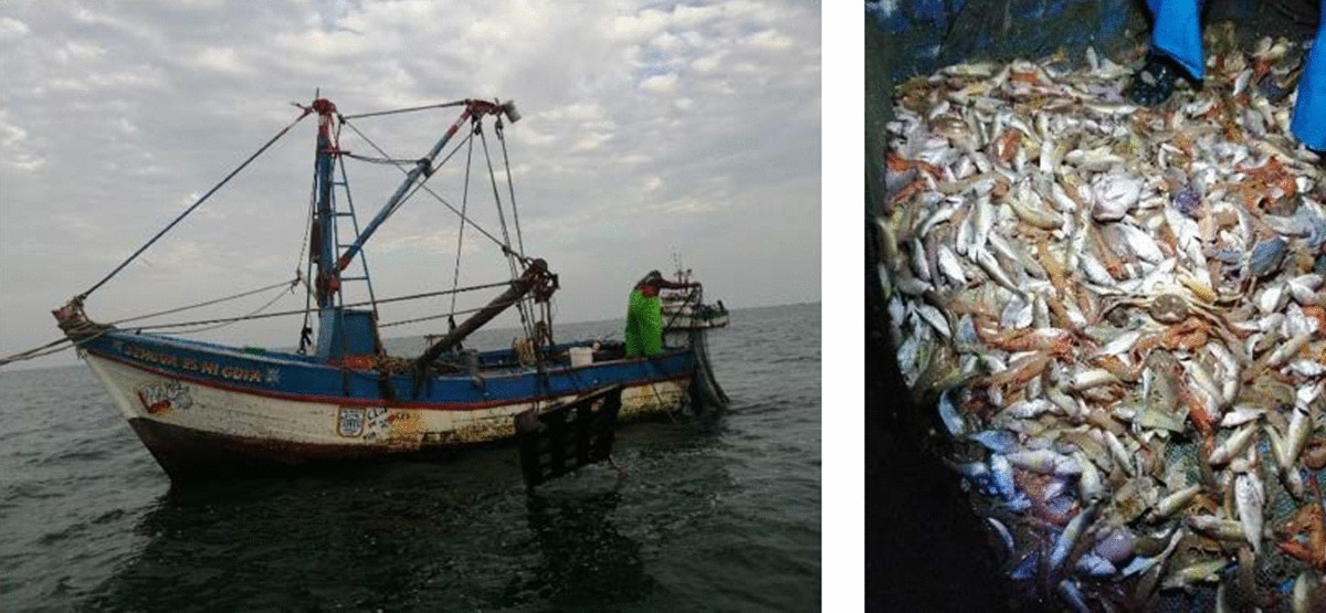 Probability of capturing juvenile fish of a given species as bycatch