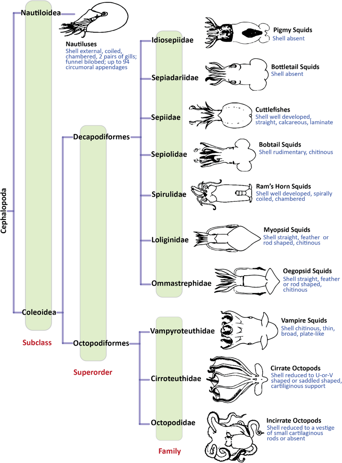 Octopuses in the south-west Pacific region: a review of fisheries, ecology,  cultural importance and management | Reviews in Fish Biology and Fisheries  | Springer Nature Link