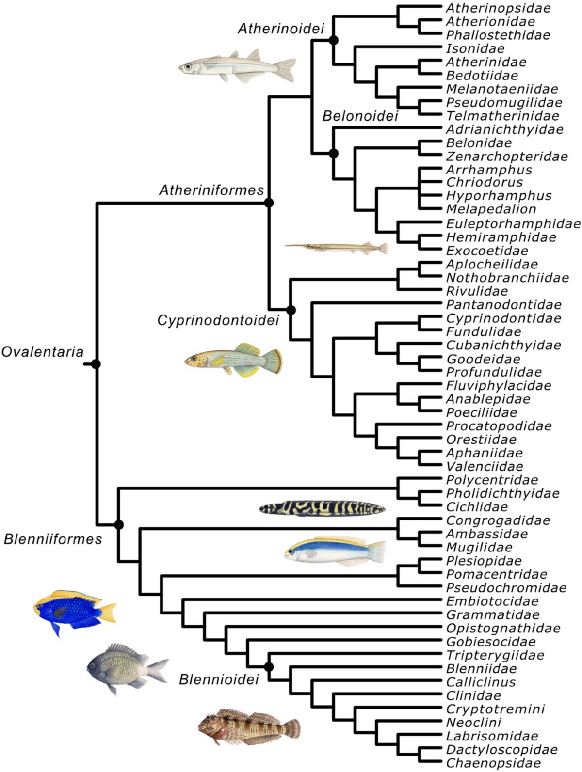 Phylogeny, biology, and evolution of acanthopterygian fish clades | Reviews  in Fish Biology and Fisheries | Springer Nature Link