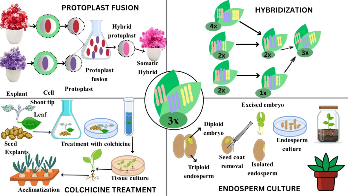 Advances in triploid plant production: techniques, benefits, and  applications | Plant Cell, Tissue and Organ Culture (PCTOC) | Springer  Nature Link