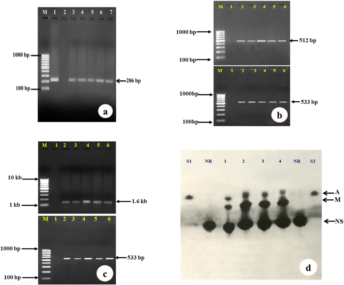 Genetically transformed root extracts of medicinal plant Sida acuta Burm.f.  attenuate hyperglycemic effects in induced diabetic rats | Plant Cell,  Tissue and Organ Culture (PCTOC) | Springer Nature Link