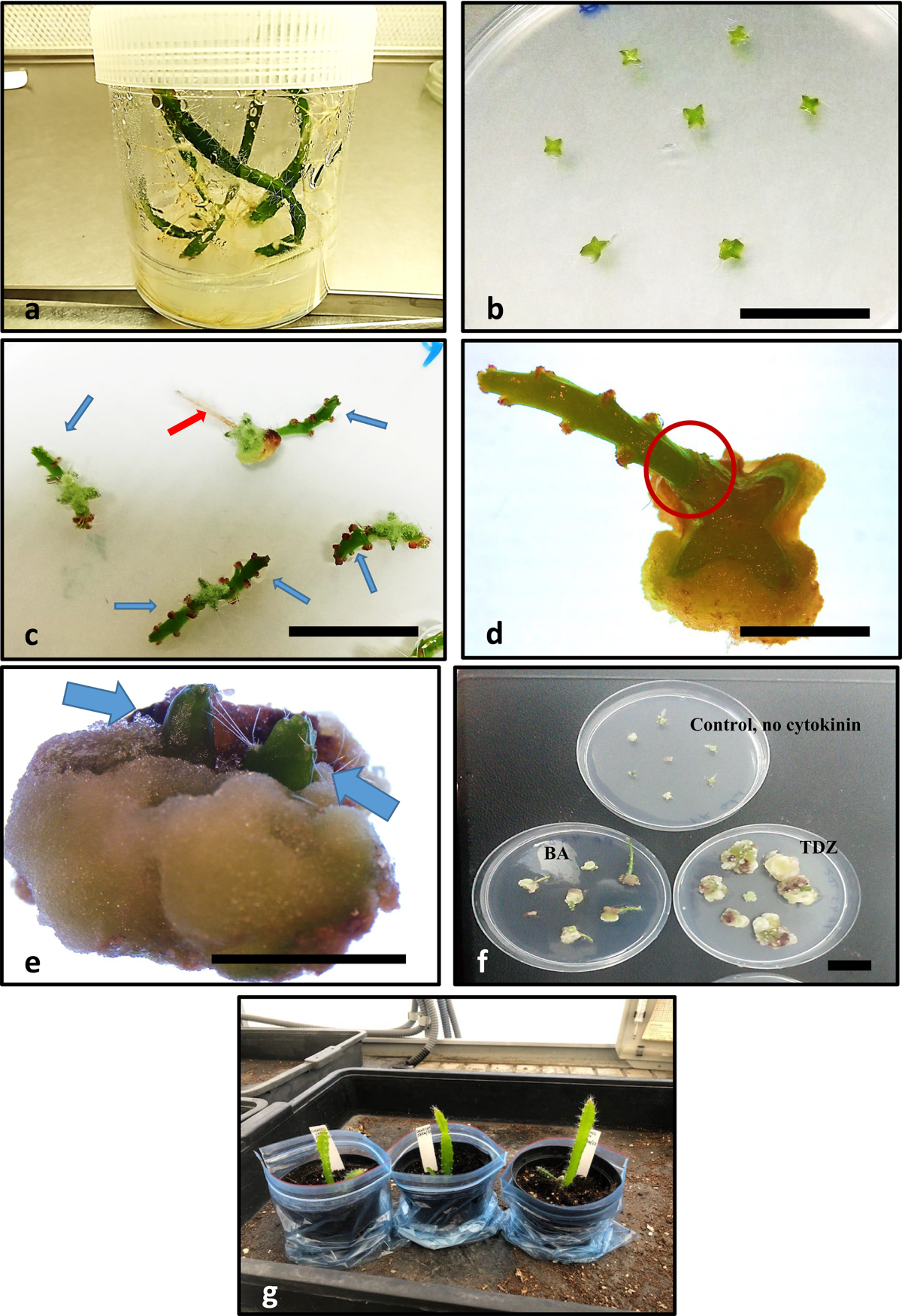 Progress towards in vitro shoot regeneration and genetic transformation in  pitaya (Hylocereus undatus) cladode sections | Plant Cell, Tissue and Organ  Culture (PCTOC) | Springer Nature Link