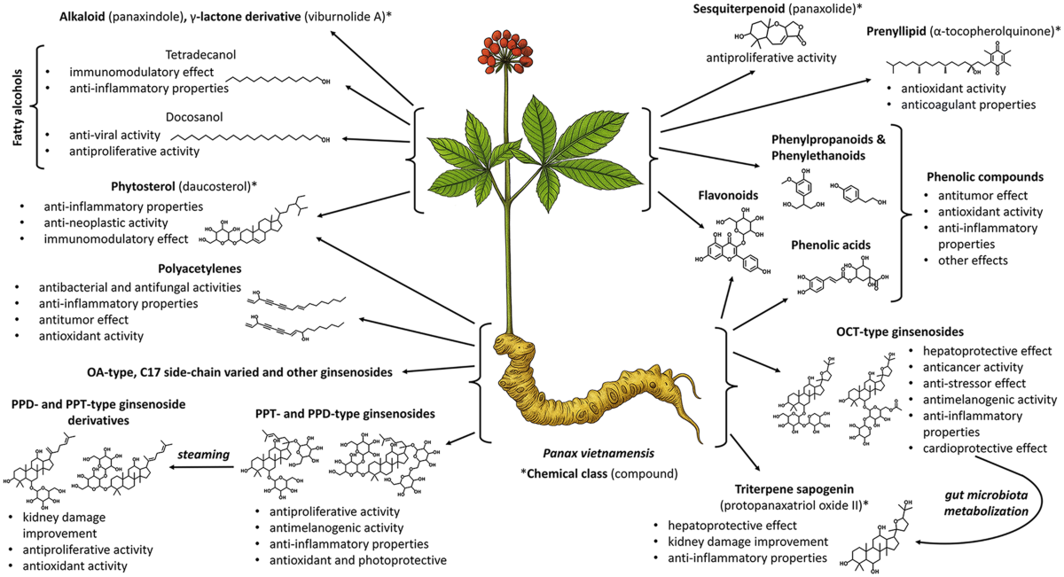 Advanced biotechnologies for utilization, reproduction, and restoration of Vietnamese ginseng, Panax vietnamensis, an endemic medicinal plant | Plant Cell, Tissue and Organ Culture (PCTOC) | Springer Nature Link Advanced biotechnologies for utilization, reproduction, and restoration of Vietnamese ginseng, Panax vietnamensis, an endemic medicinal plant | Plant Cell, Tissue and Organ Culture (PCTOC) | Springer Nature Link