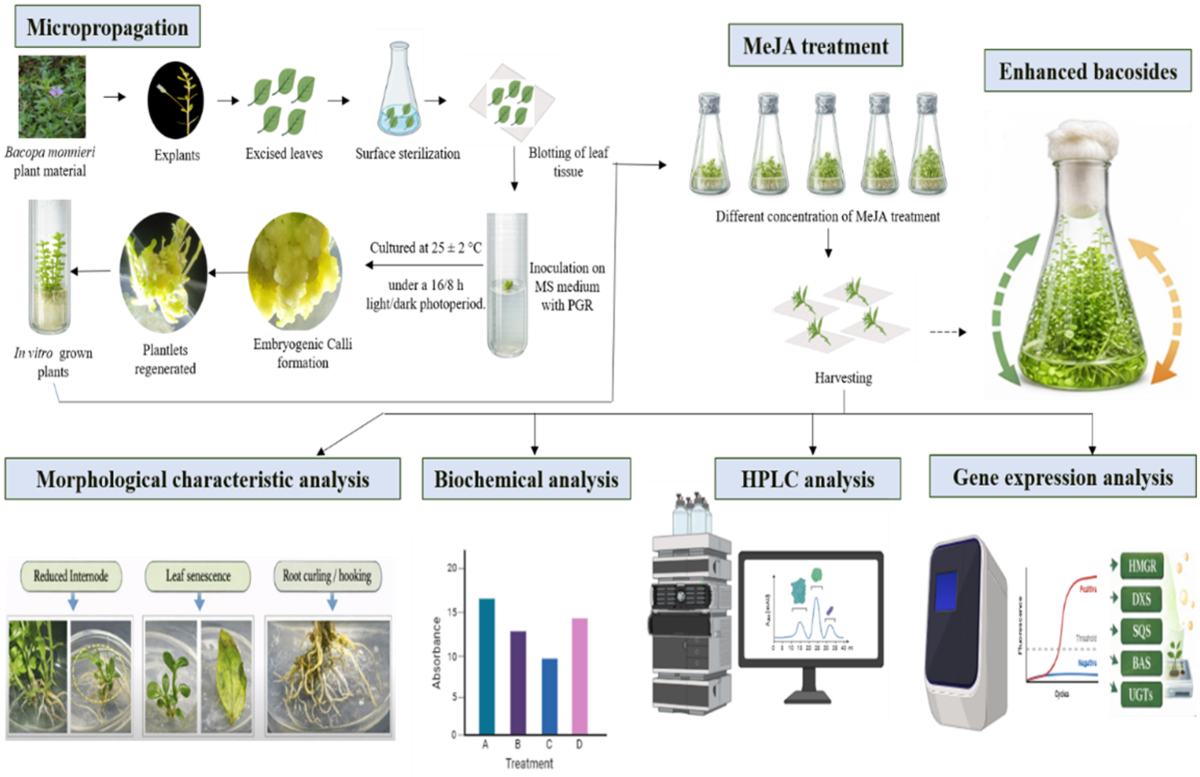 can bacopi monnieri be used with glutathione Bacopa (L.) wettst. Extract protects against glutamate toxicity and increases the longevity of Caenorhabditis elegans Bacopa Monnieri Capsules - 60