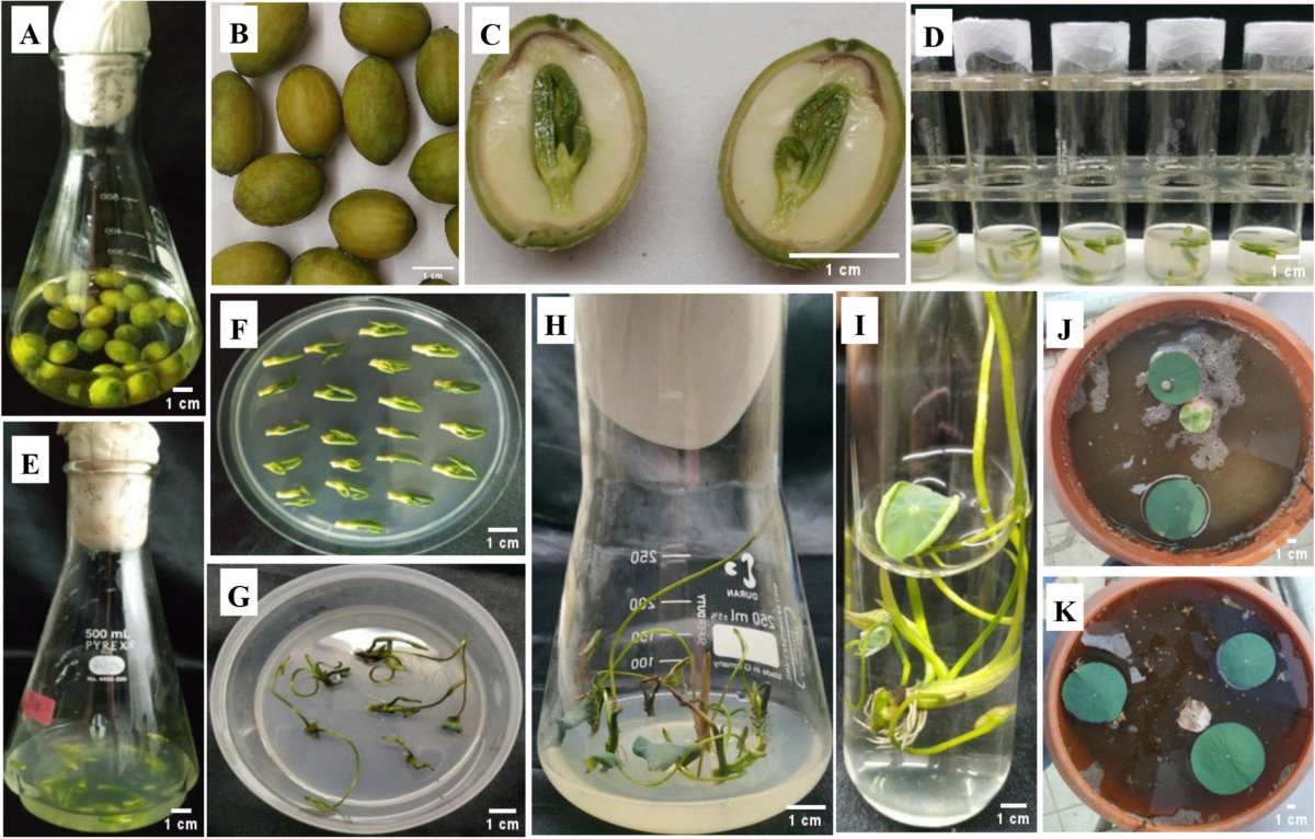 Sonication-assisted Rhizobium radiobacter-mediated genetic transformation  of Indian Lotus (Nelumbo nucifera Gaertn.) | Transgenic Research, image size:1200x766