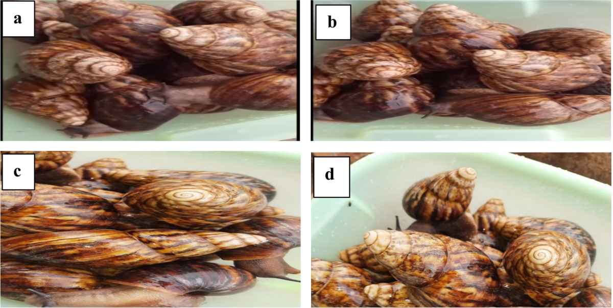 Feeding snails (Archachatina marginata) with leaves: growth performance, carcass characteristics, nutrient digestibility, proximate composition and minerals contents of snail meat | Tropical Animal Health and Production