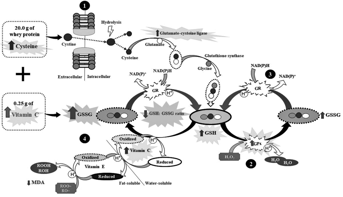 Vitamin C decreases reduced glutathione in chronic haemodialysis patients:  a pilot, randomised, double-blind trial | International Urology and  Nephrology